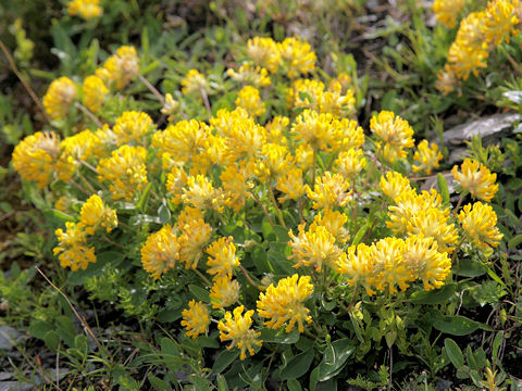 Anthyllis vulneraria