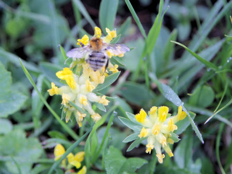 Anthyllis vulneraria