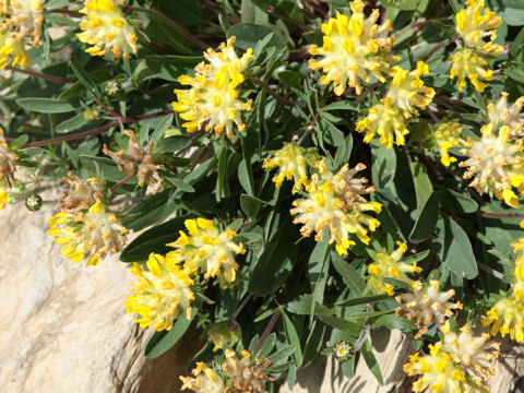 Anthyllis vulneraria