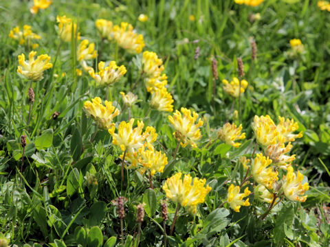 Anthyllis vulneraria