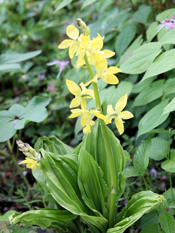 Calanthe sieboldii