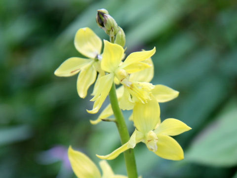 Calanthe sieboldii