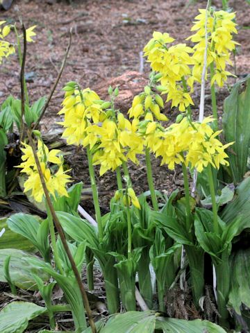 Calanthe sieboldii