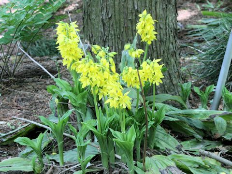 Calanthe sieboldii