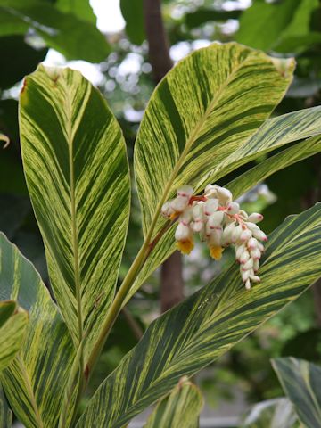 Alpinia speciosa cv. Variegata
