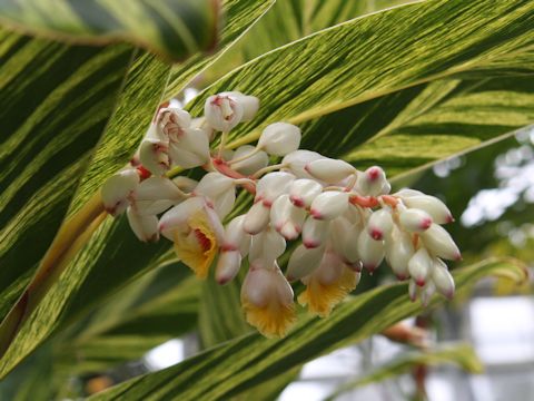 Alpinia speciosa cv. Variegata