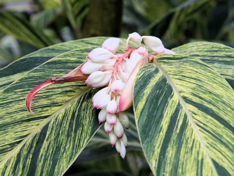 Alpinia speciosa cv. Variegata