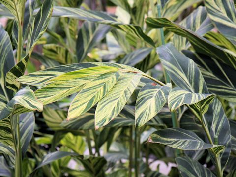 Alpinia speciosa cv. Variegata