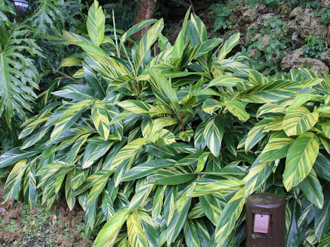 Alpinia speciosa cv. Variegata