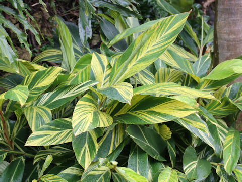 Alpinia speciosa cv. Variegata