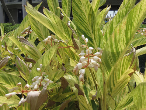 Alpinia speciosa cv. Variegata
