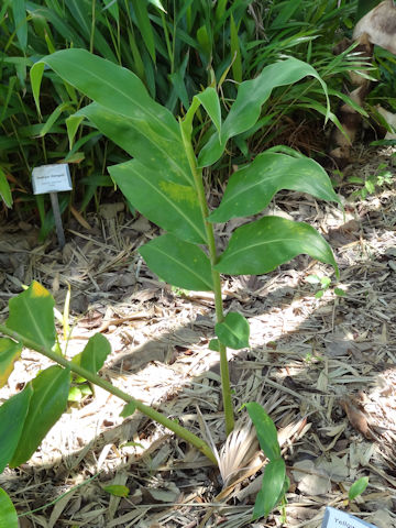 Hedychium flavum