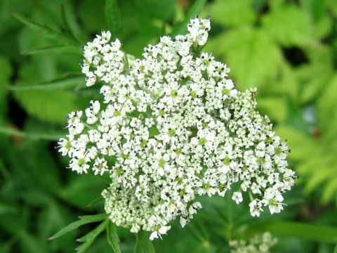 Peucedanum multivittatum f. dissectum