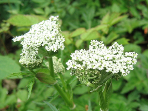 Peucedanum multivittatum f. dissectum