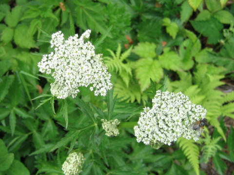 Peucedanum multivittatum f. dissectum