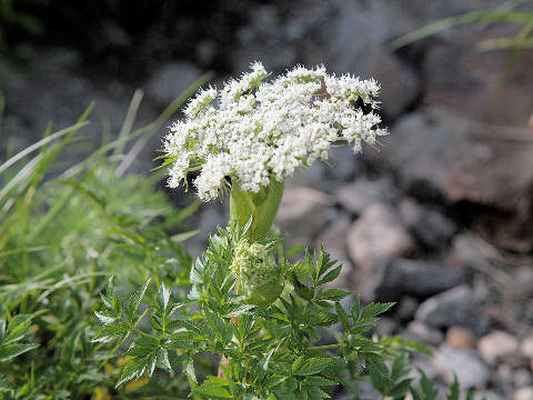 Peucedanum multivittatum f. dissectum