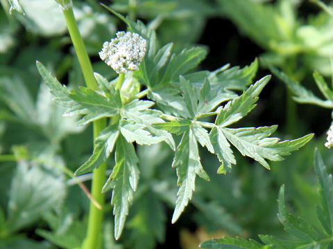 Peucedanum multivittatum f. dissectum