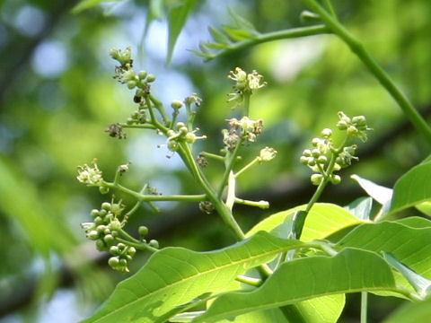 Phellodendron amurense