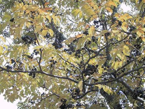 Phellodendron amurense