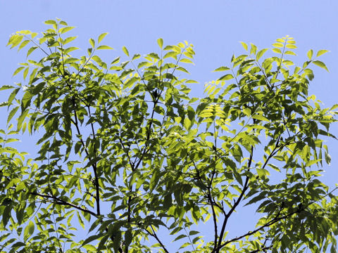 Phellodendron amurense