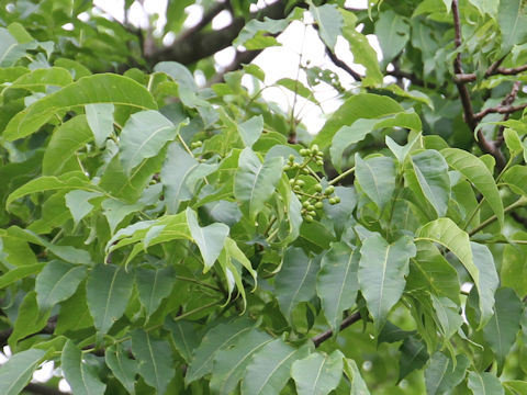 Phellodendron amurense