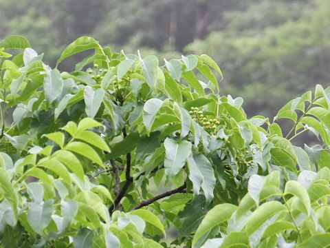 Phellodendron amurense