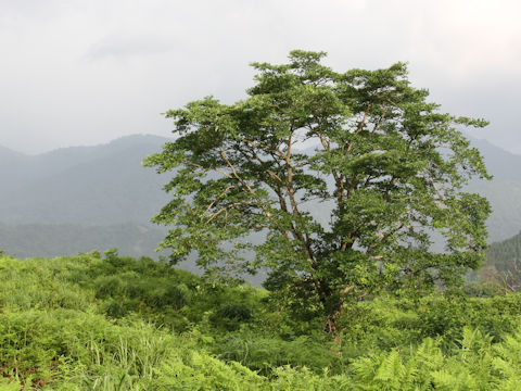 Phellodendron amurense