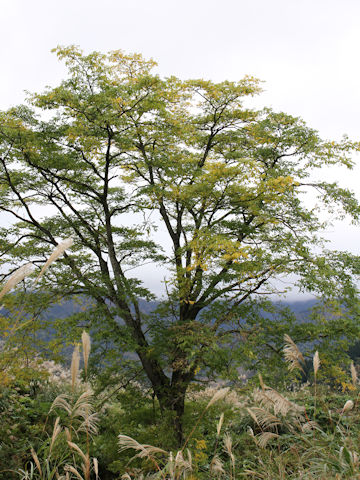 Phellodendron amurense