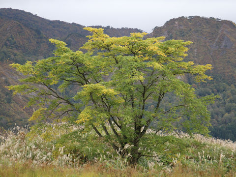 Phellodendron amurense