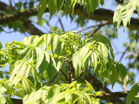 Phellodendron amurense