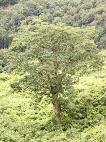 Phellodendron amurense