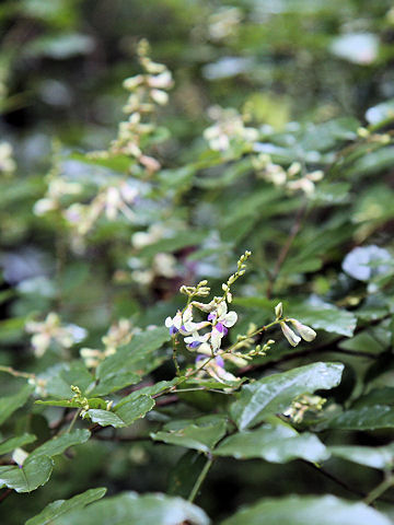 Lespedeza buergeri