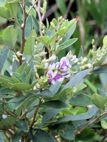 Lespedeza buergeri