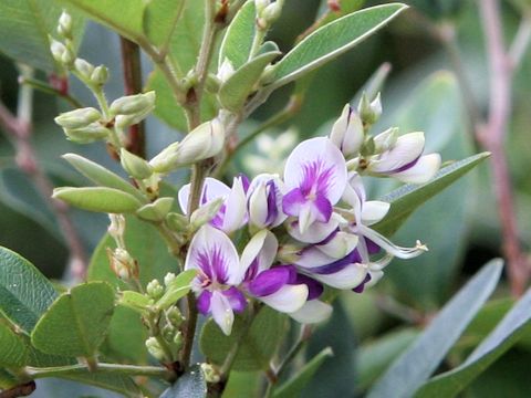 Lespedeza buergeri