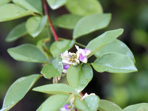 Lespedeza buergeri