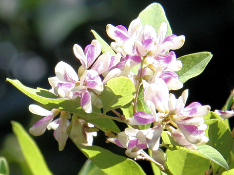 Lespedeza buergeri