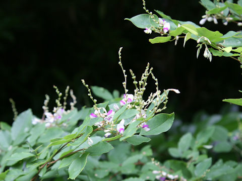 Lespedeza buergeri