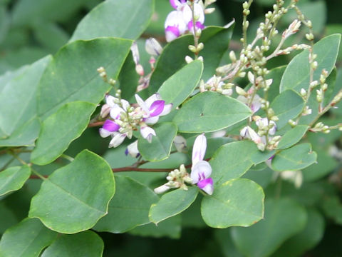 Lespedeza buergeri