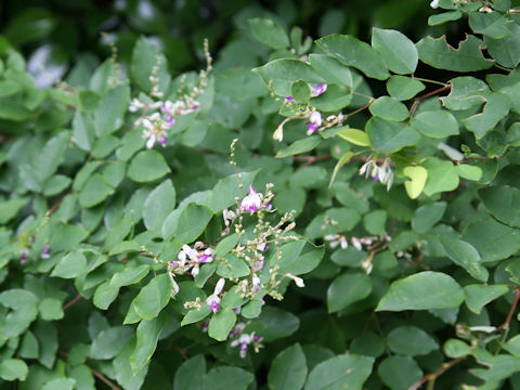 Lespedeza buergeri