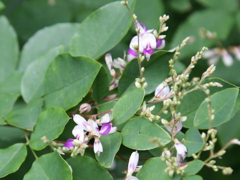 Lespedeza buergeri