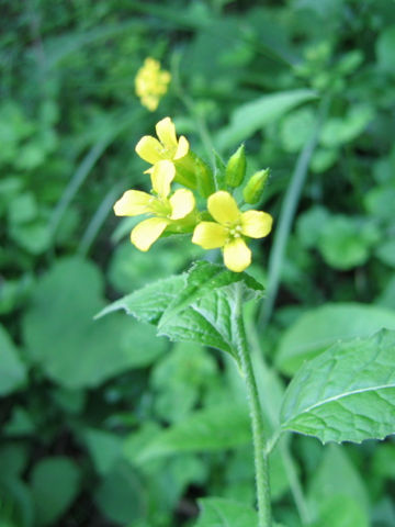 Sisymbrium luteum