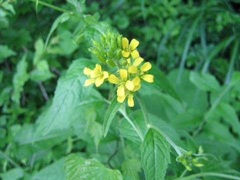 Sisymbrium luteum