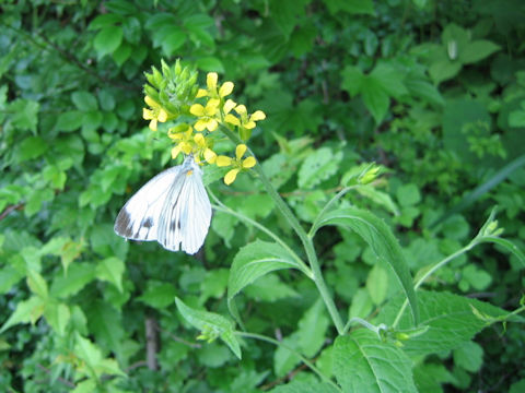 Sisymbrium luteum