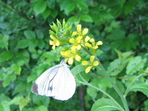 Sisymbrium luteum