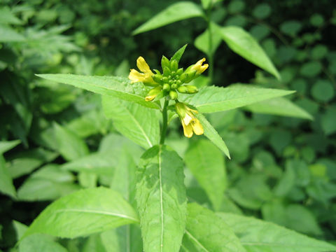 Sisymbrium luteum