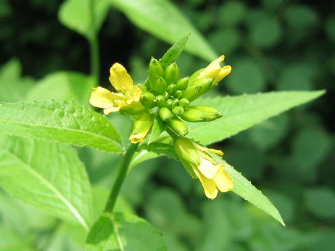 Sisymbrium luteum