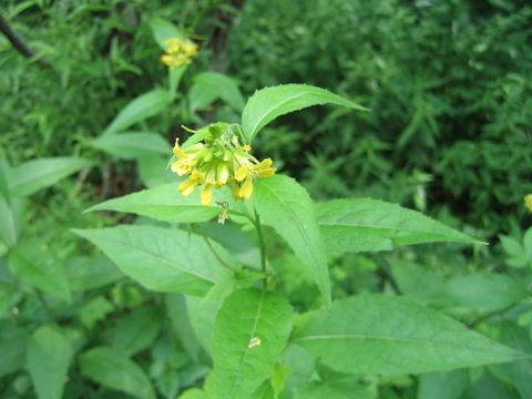 Sisymbrium luteum