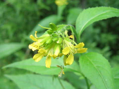 Sisymbrium luteum