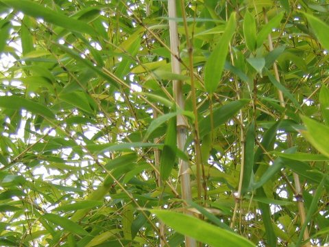 Phyllostachys aurea f. koi