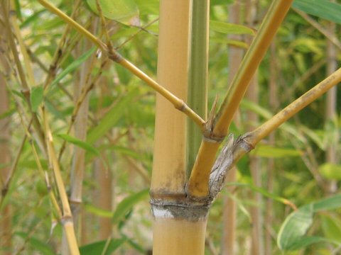 Phyllostachys aurea f. koi